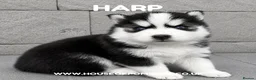 Pomsky dogs for sale: F3 Pomsky Puppies - all blue eyed  - Advert 9