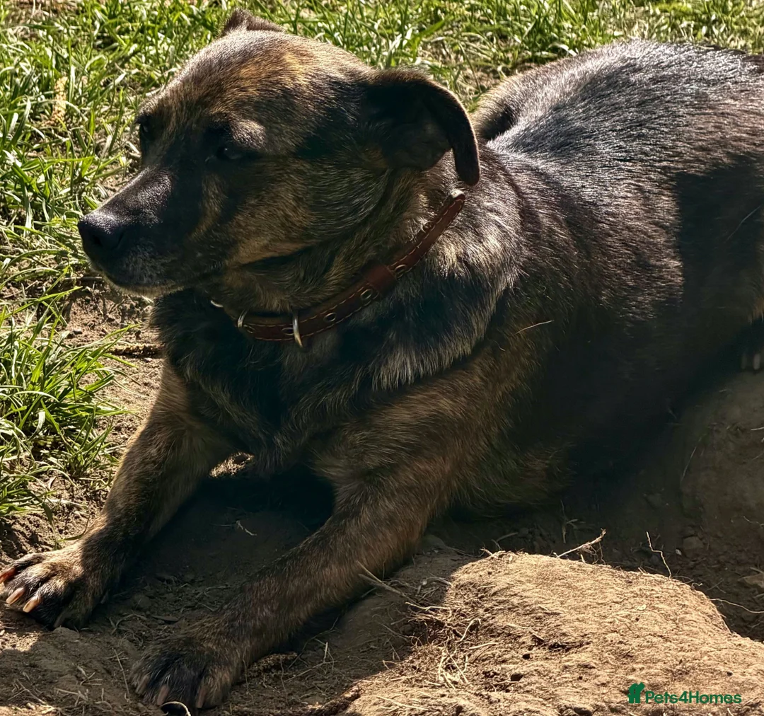 German Shepherd dogs for adoption: 🐾 TIGRA – Female German Shepherd (Miniature) 🐾  - Advert 2