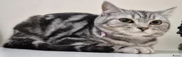 British Shorthair cats for sale: Beautiful Silver Shorthair Female Cat - Advert 2