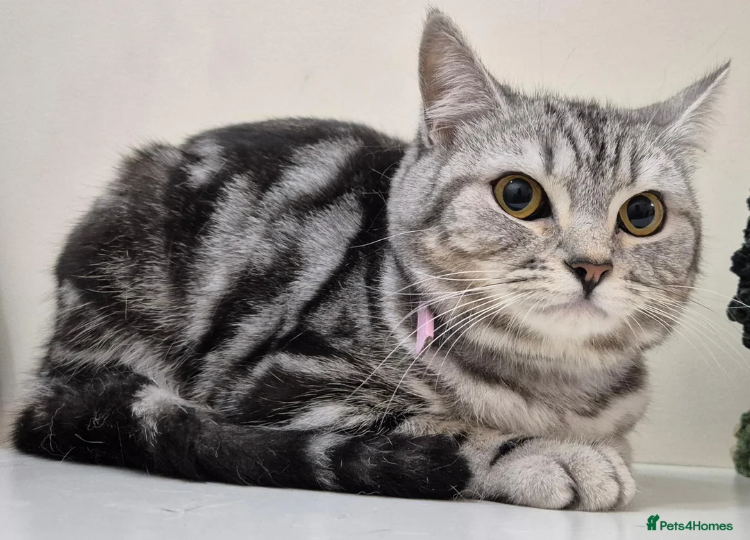 British Shorthair cats for sale: Beautiful Silver Shorthair Female Cat - Advert 2