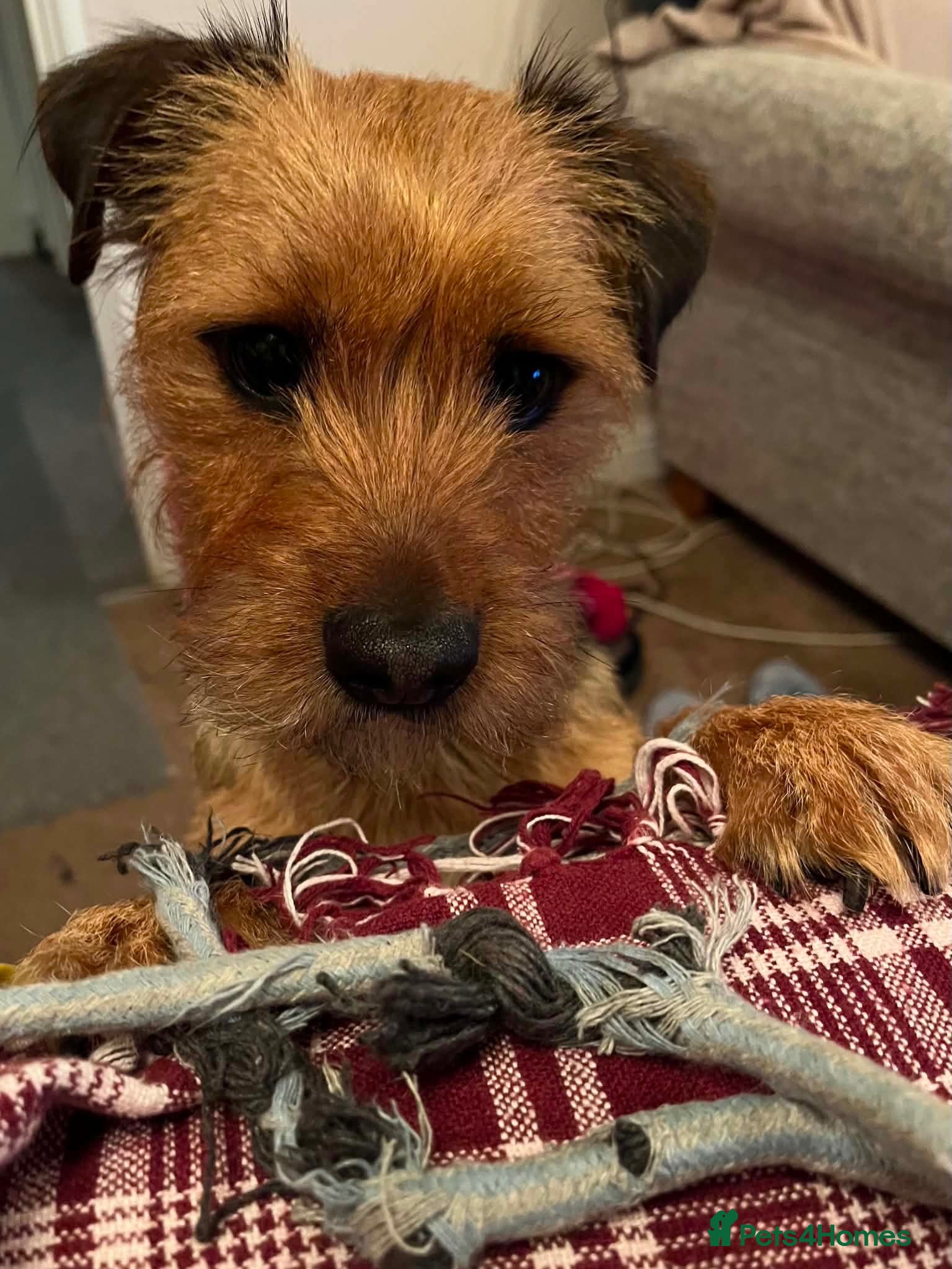 Mixed Breed dogs Chewie 4 years old  - Advert 17