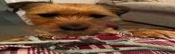 Mixed Breed dogs for sale: Chewie 4 years old  in Tamworth - Advert 1