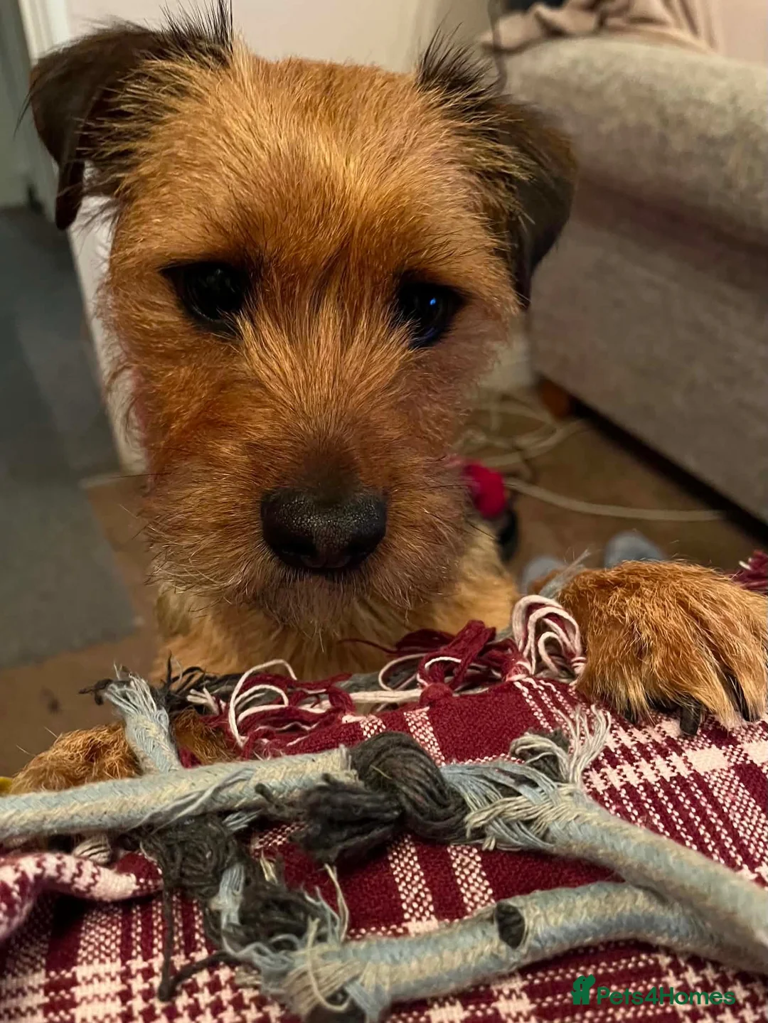 Mixed Breed dogs for sale: Chewie 4 years old  in Tamworth - Advert 1