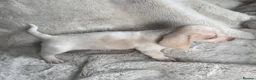 Dachshund dogs for sale: 🏆 KC REGISTERED MINIATURE DACHSHUND PUPPIES 🏆 - Advert 8