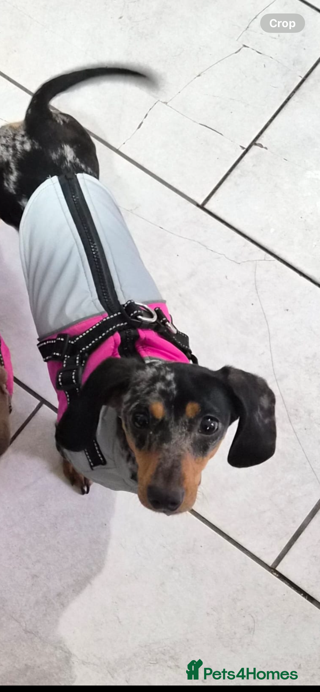 Dachshund dogs for sale: Beautiful Silver Dappled Girl - Advert 5