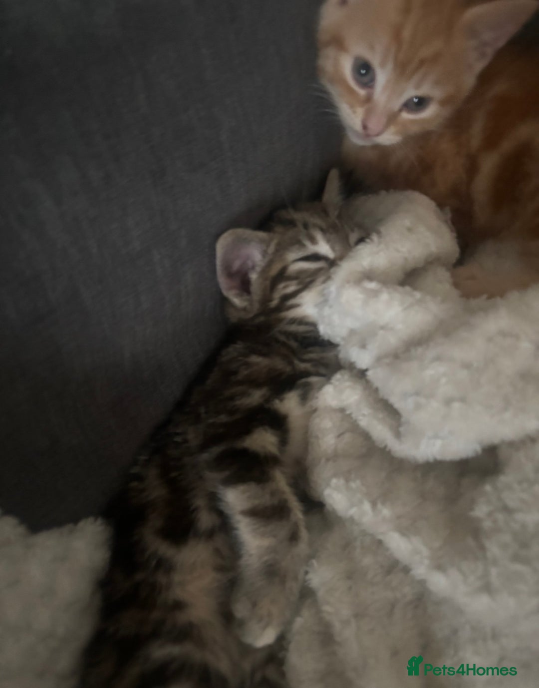 Mixed Breed cats for sale: Four mixed breed kittens for sale - Advert 9
