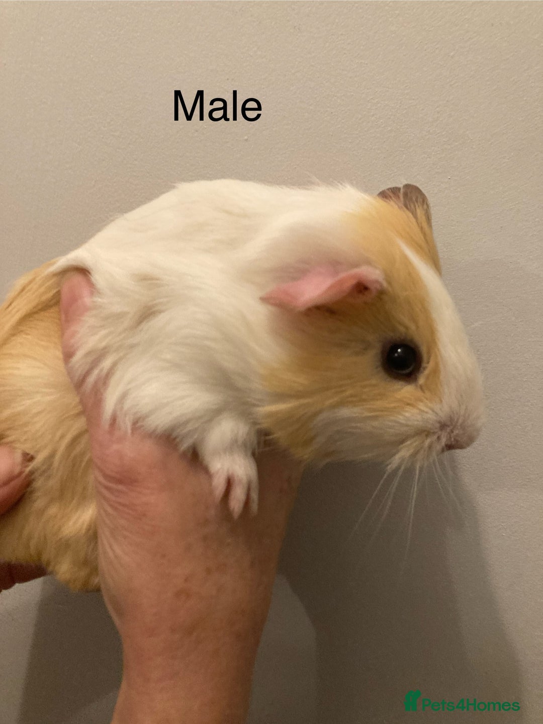 Guinea Pig rodents for sale: 5 Gorgeous Guinea Pigs for sale - Advert 5