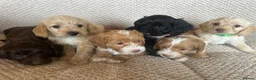 Jackapoo dogs for sale: 🐾 6 Beautiful Jackapoo Puppies 🐾  - Advert 13