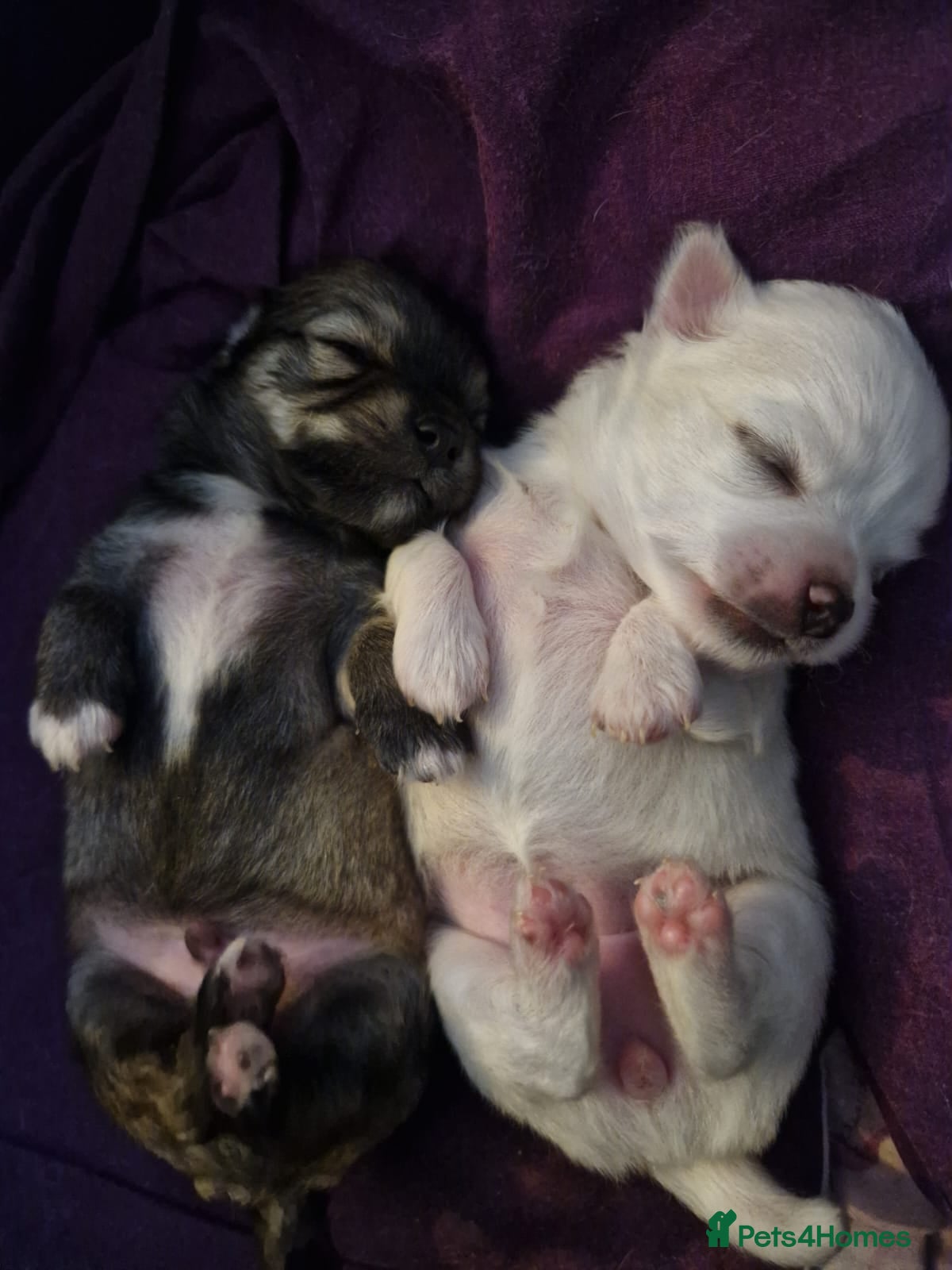 Chihuahua dogs Elite DNA-Tested Luxury Chihuahua Puppies - Advert 5