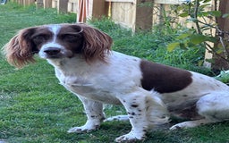 English Springer Spaniel dogs for sale: English working Springer Spaniel puppies for sale  - Image 30