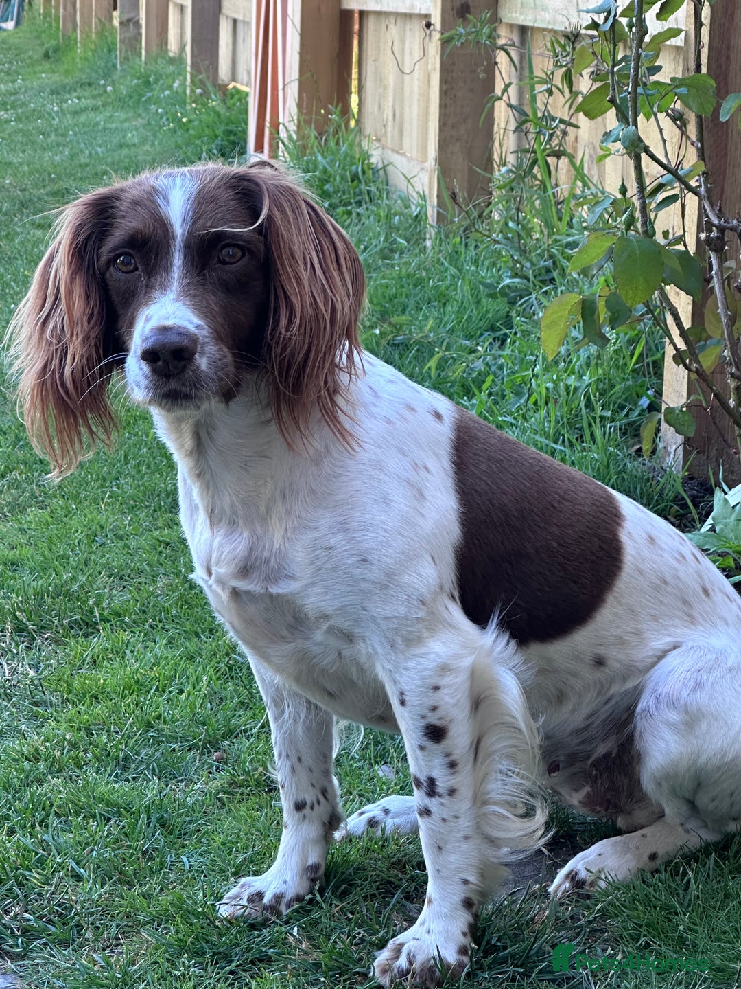 English Springer Spaniel dogs for sale: English working Springer Spaniel puppies for sale  - Image 30