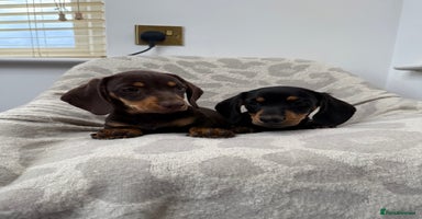 Miniature Dachshund dogs - Advert 4