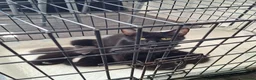 Mixed Breed cats for sale: Onyx 21 - Advert 5