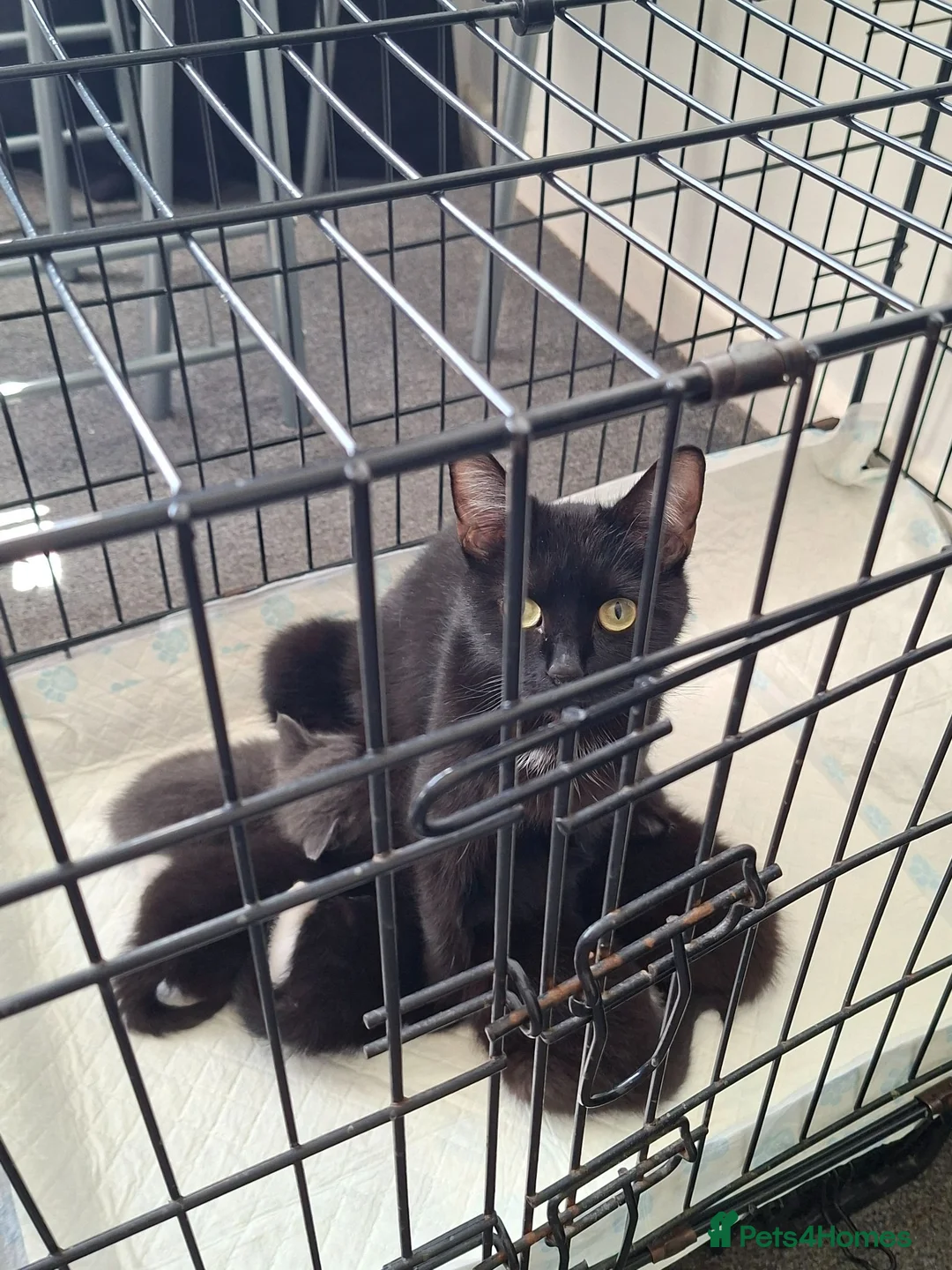 Mixed Breed cats for sale: Onyx 21 - Advert 5