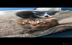 British Longhair cats for sale: Kittens for sale  - Image 7