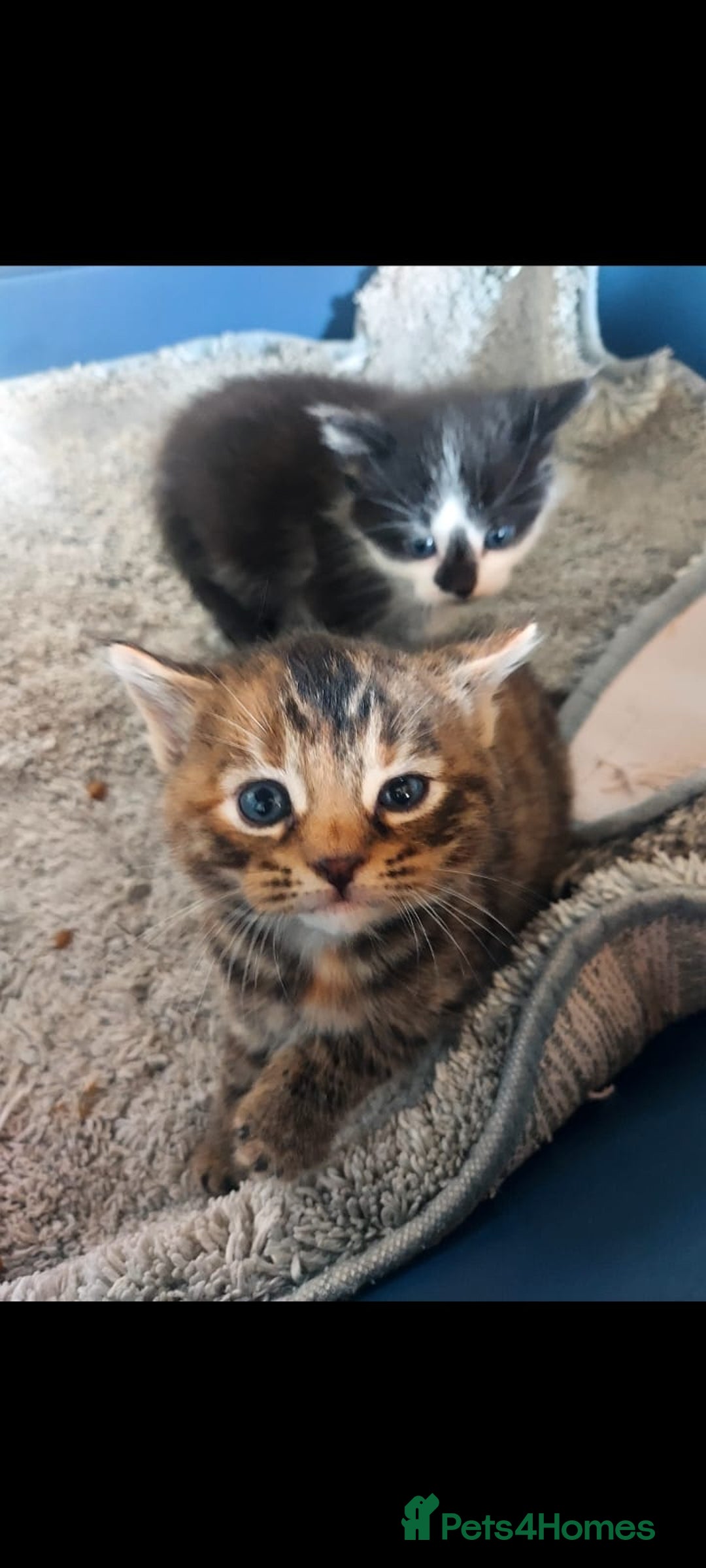 British Longhair cats for sale: Kittens for sale  - Image 7