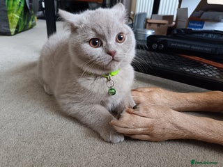 British Shorthair cats BSH lilac girls, GCCF registered - Advert 18