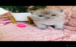 British Shorthair cats for sale: GCCF British shorthair kittens for Sale - Image 5