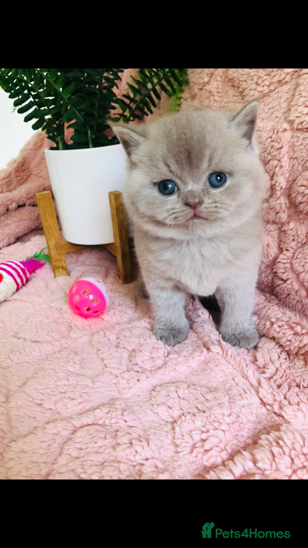 British Shorthair cats for sale: GCCF British shorthair kittens for Sale - Image 5