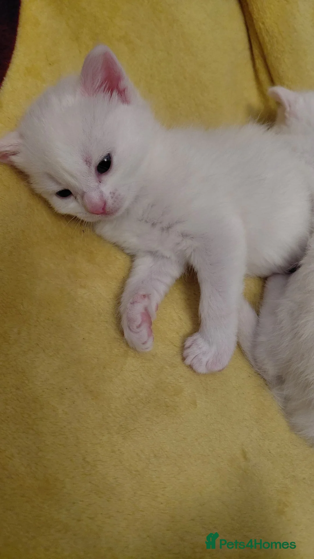 Mixed Breed cats for sale: Baby kitten - Advert 2
