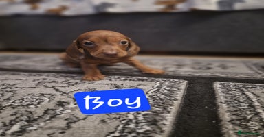 Miniature Dachshund dogs - Advert 16