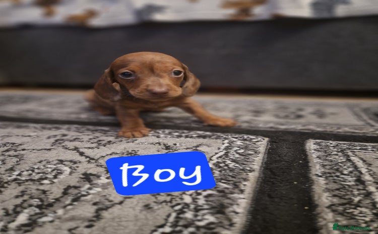 Miniature Dachshund dogs - Advert 9