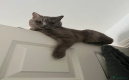 British Shorthair cats for sale: Adult British Shorthair for Sale - Image 6