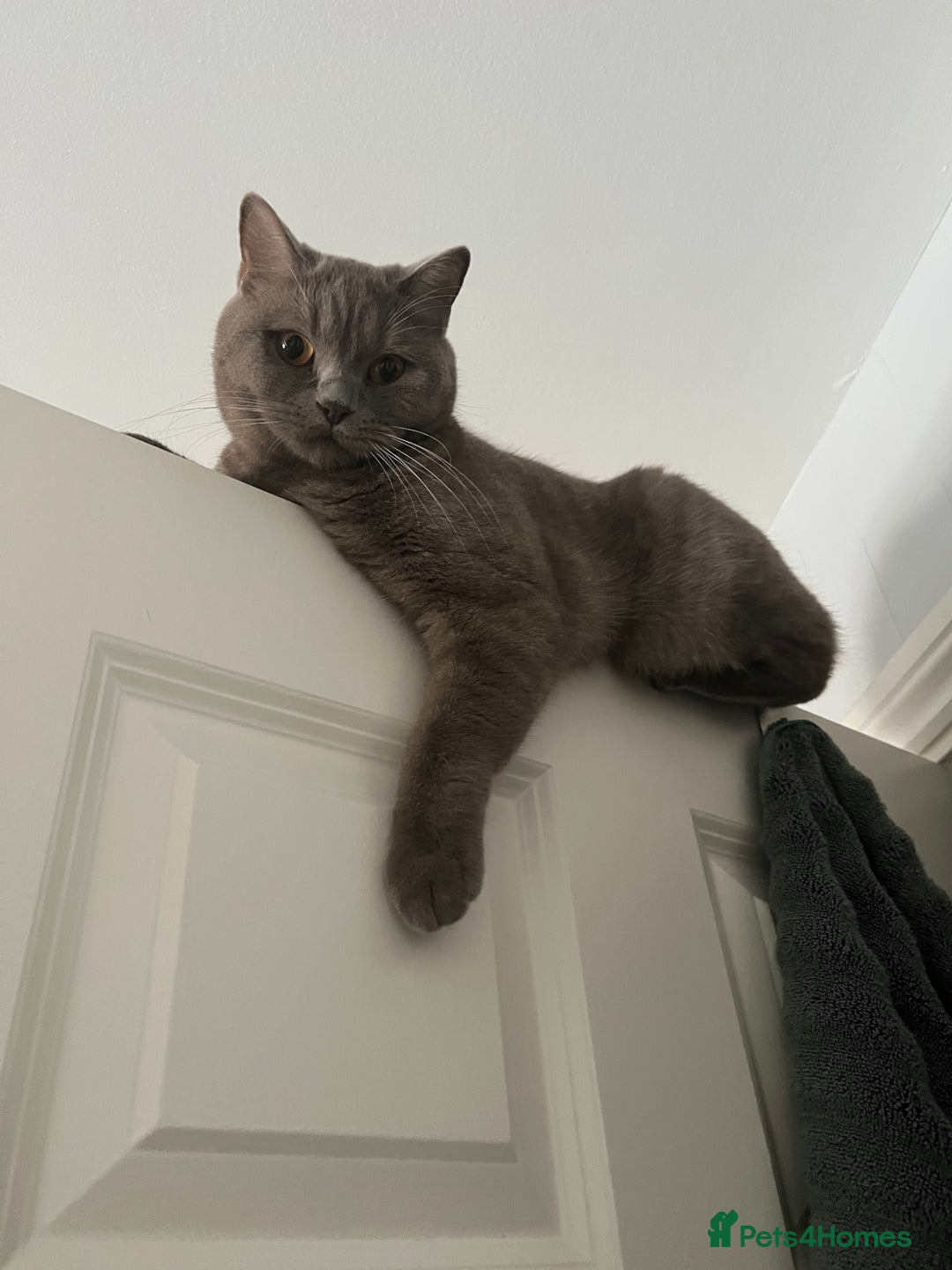 British Shorthair cats for sale: Adult British Shorthair for Sale - Image 6