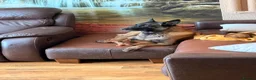 Abyssinian cats for sale: Adorable Abyssian kittens - Advert 11