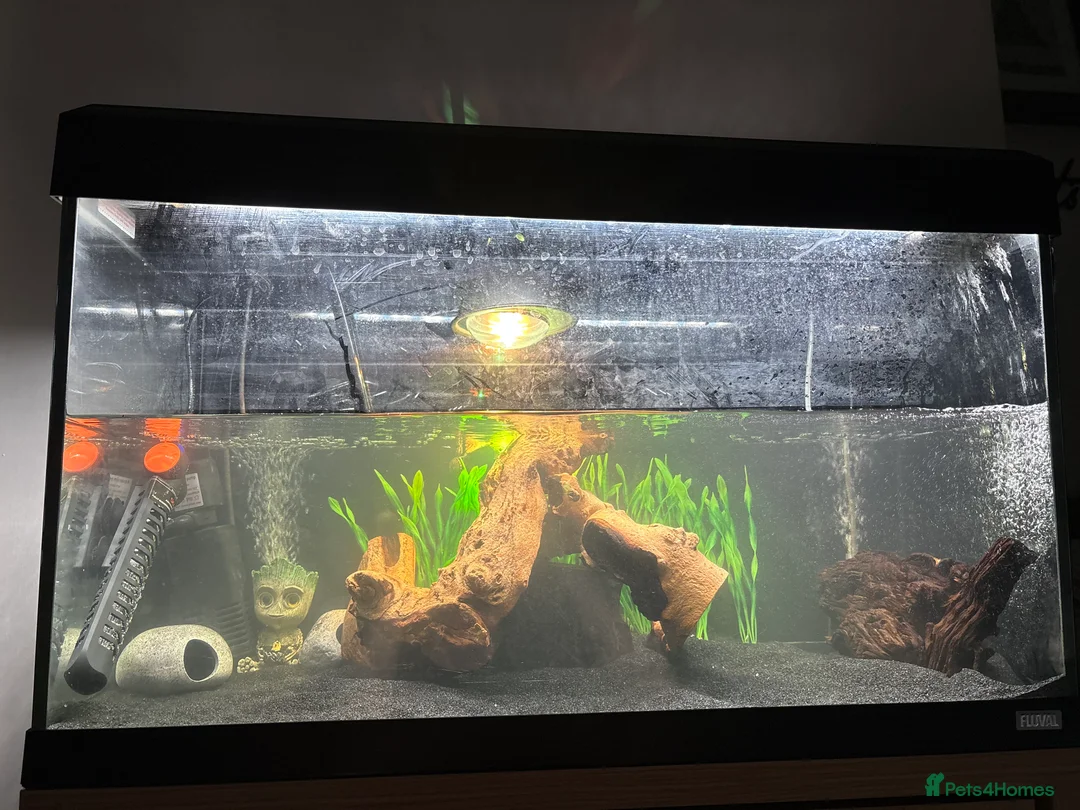 Turtle reptiles for sale: 3 baby musk turtles with set up - Advert 6