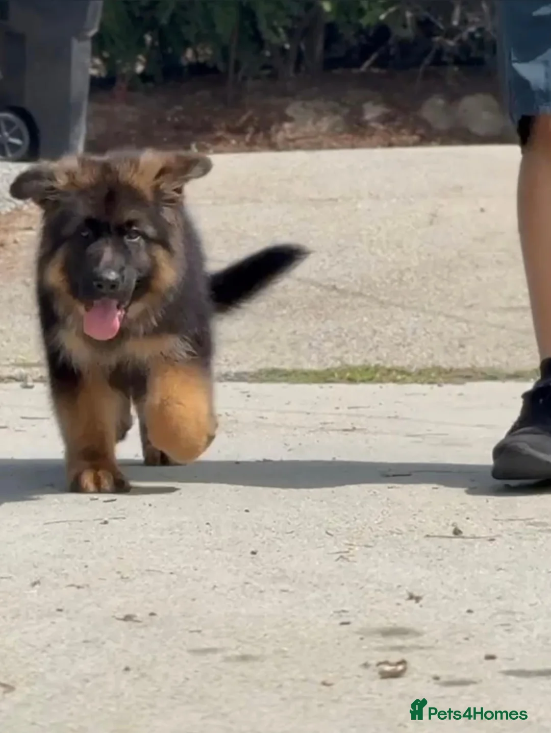 German Shepherd dogs for sale: Guardian German Shepherd puppies. in Swansea - Advert 2