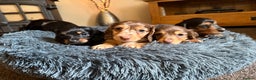 Miniature Dachshund dogs for sale: Beautiful KC silver dapple longhair miniature girl - Advert 2