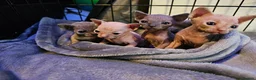 Sphynx cats for sale: Sphynx kittens  in Bargoed - Advert 11