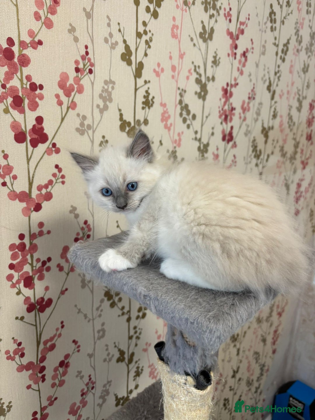 Ragdoll cats for sale: Ragdoll Blue Point/ Bicolor For Sale!!! - Advert 10