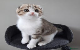 Scottish Fold cats for sale: TICA Registered Scottish Fold Two Spayed Kittens  - Image 9