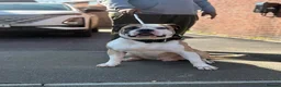 Alapaha Blue Blood Bulldog dogs for sale: Adult male Alapaha blue blood bulldog  in Gloucester - Advert 2