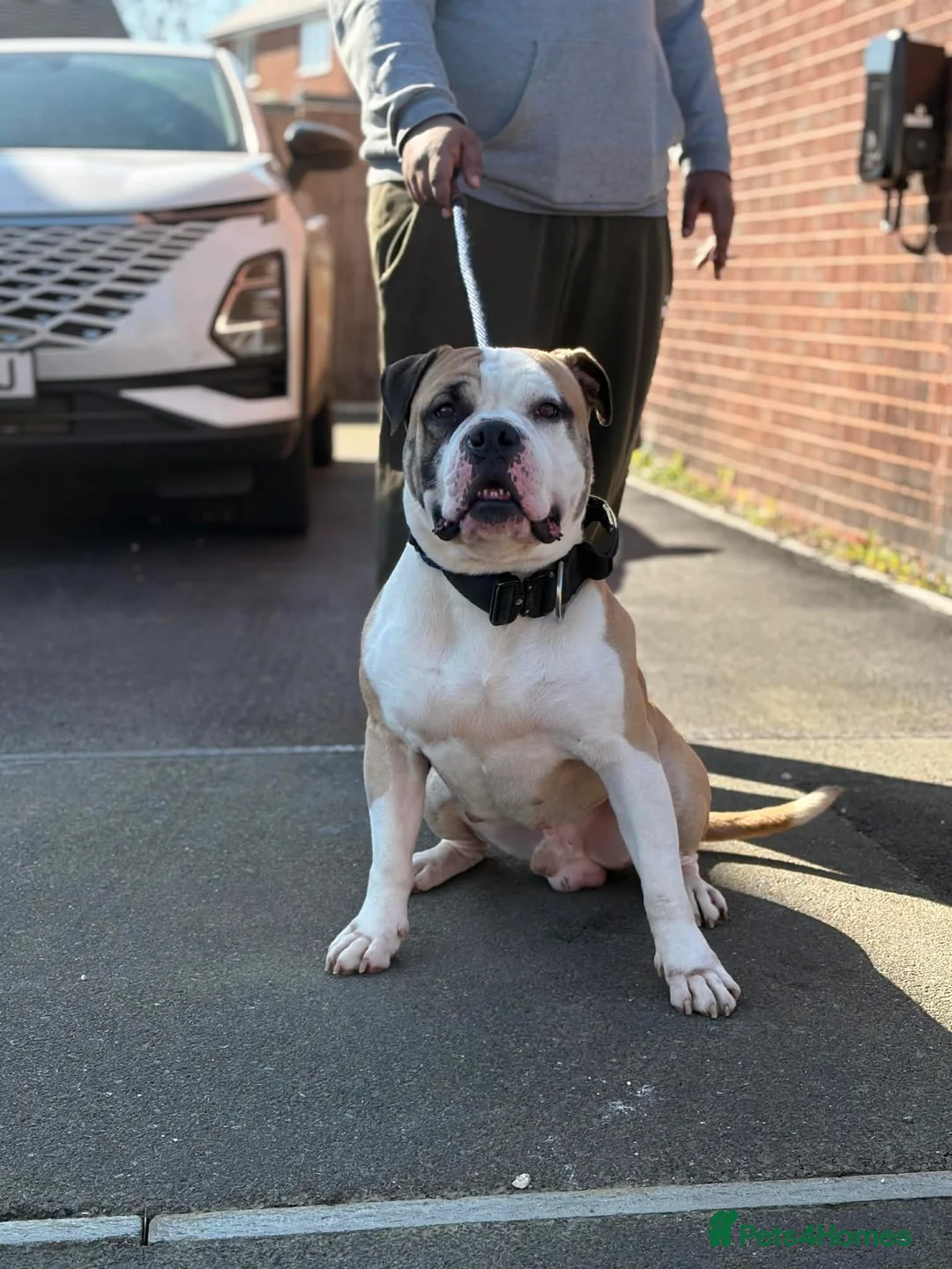 Alapaha Blue Blood Bulldog dogs for sale: Adult male Alapaha blue blood bulldog  in Gloucester - Advert 2