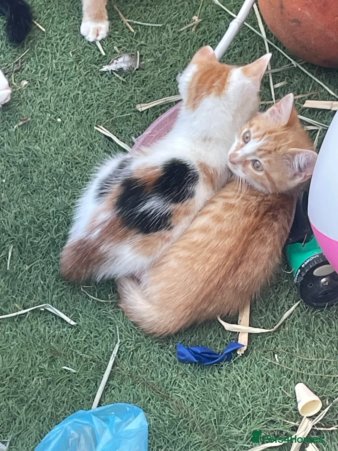 Mixed Breed cats for sale: Kittens/looking for loving homes 🐾 - Advert 2