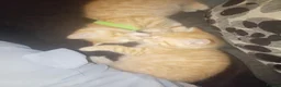 Domestic Shorthair cats for sale: Ginger baby kittens in Stoke-on-Trent - Advert 6