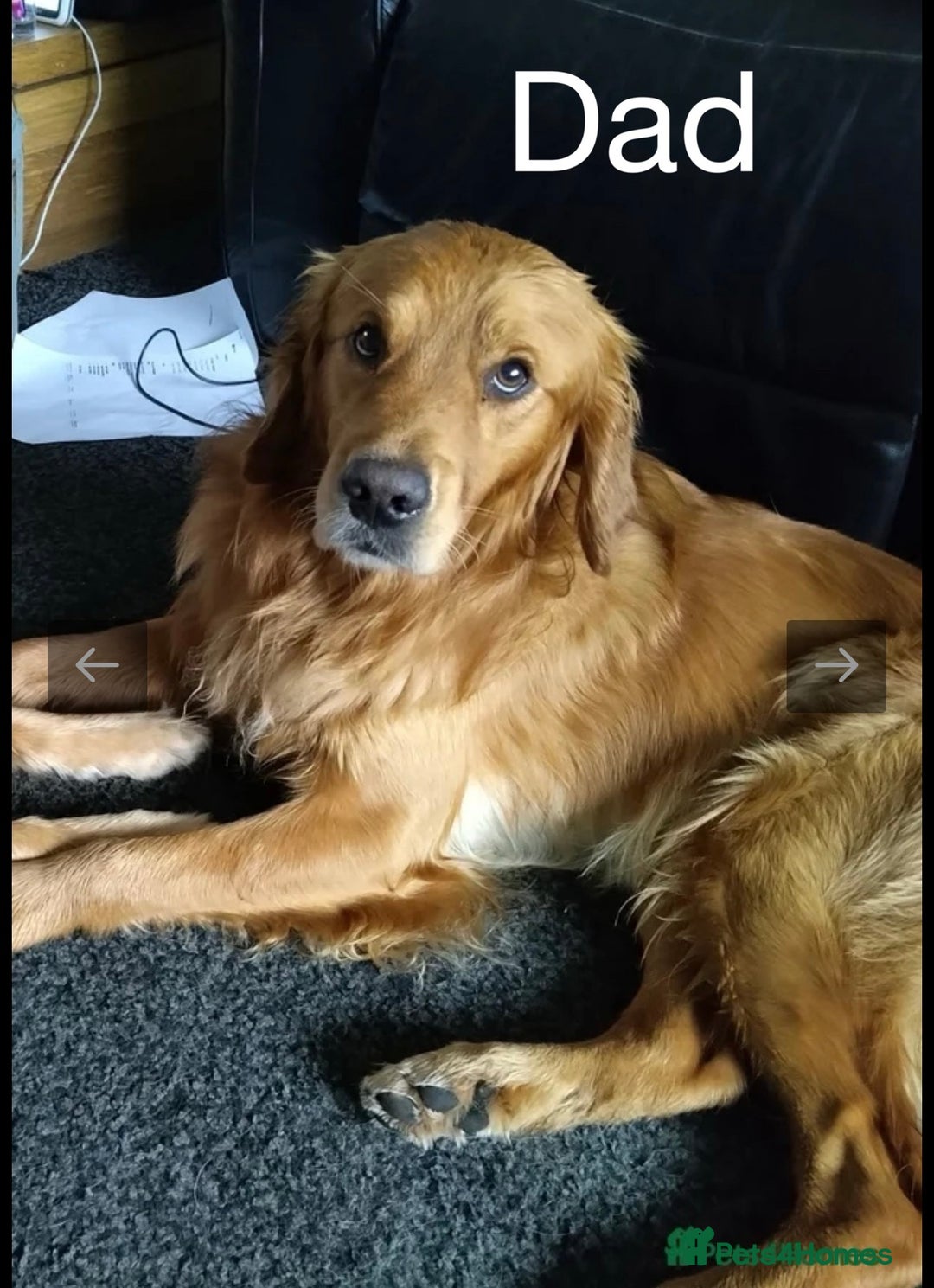 Golden Retriever dogs for sale: KC DNA tested gorgeous golden retriever puppies  - Advert 29