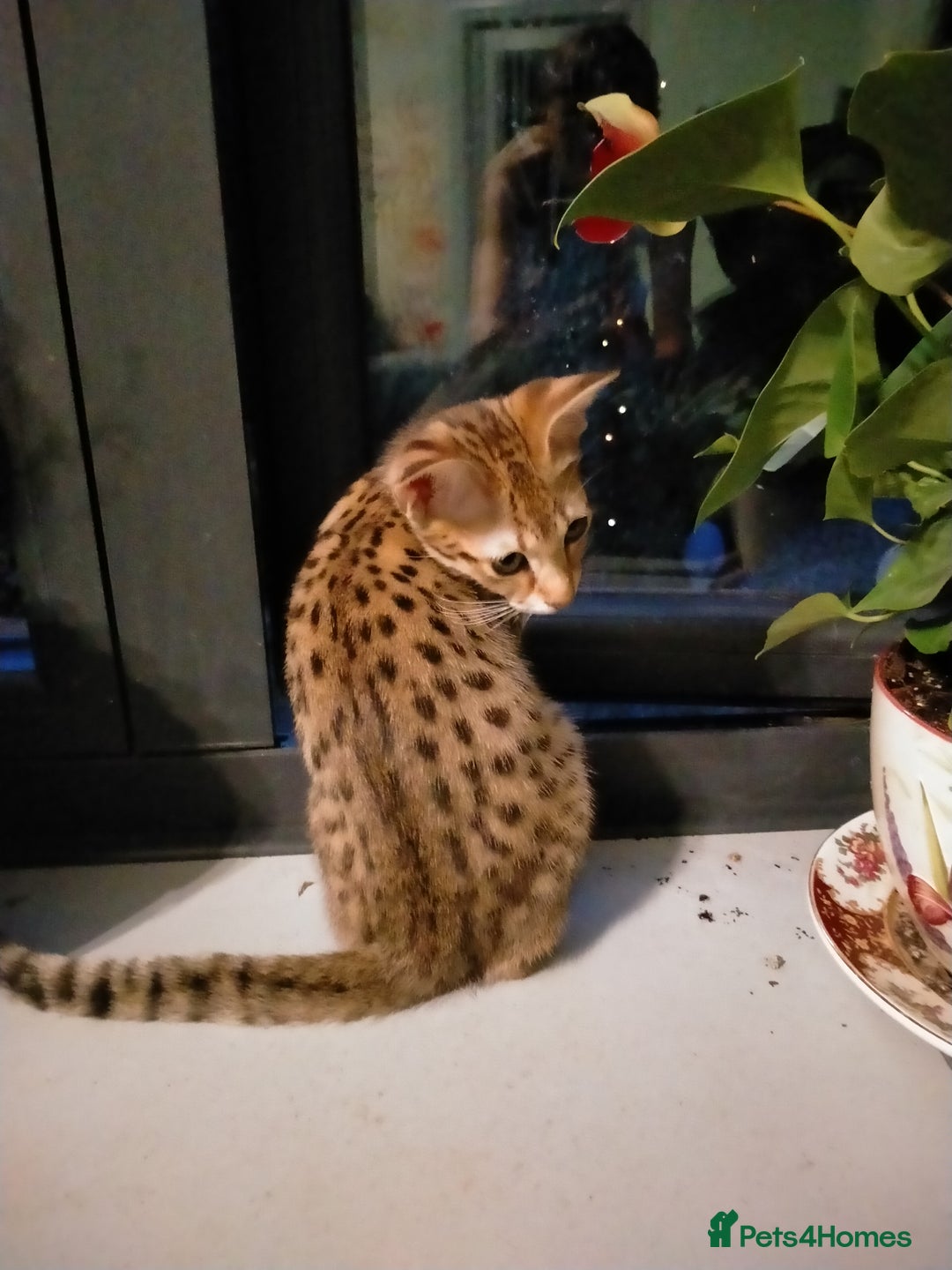 Savannah cats for sale: F3 savannah girls Tica reg + silver boy - Image 17
