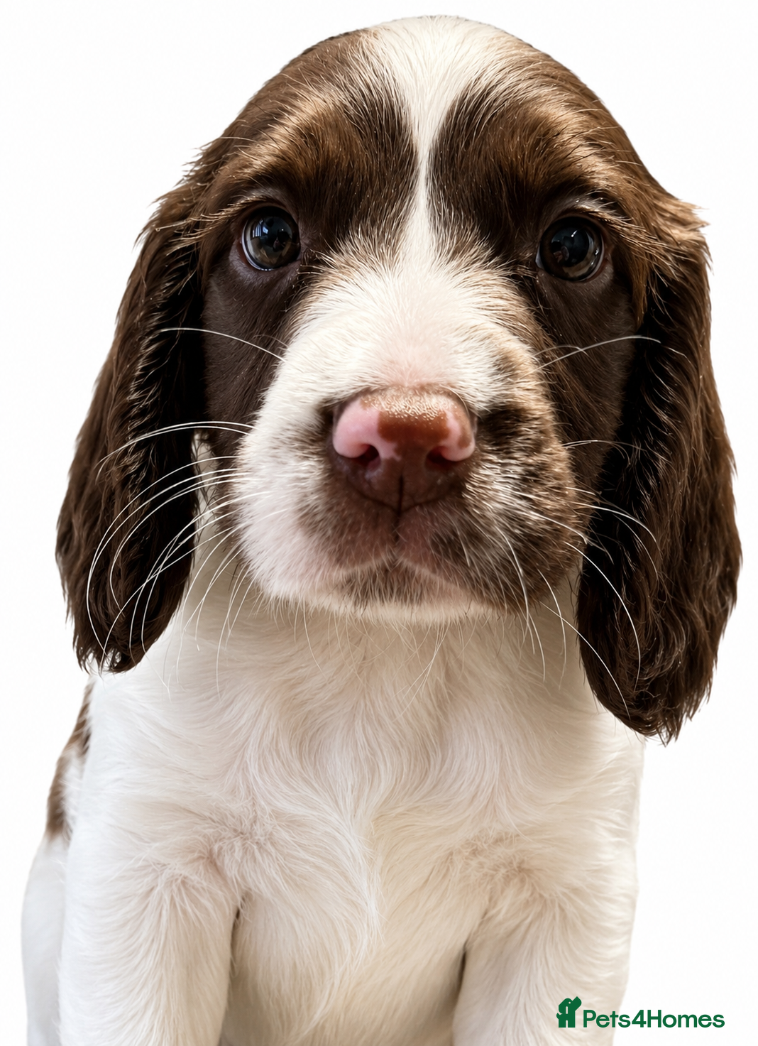 English Springer Spaniel dogs 3 REMAINING Springer Spaniel working dogs - Advert 2
