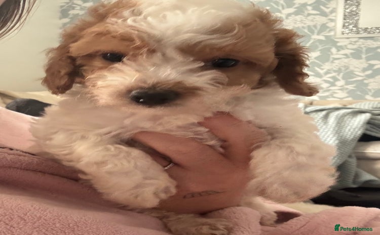 Cockapoo dogs - Advert 9