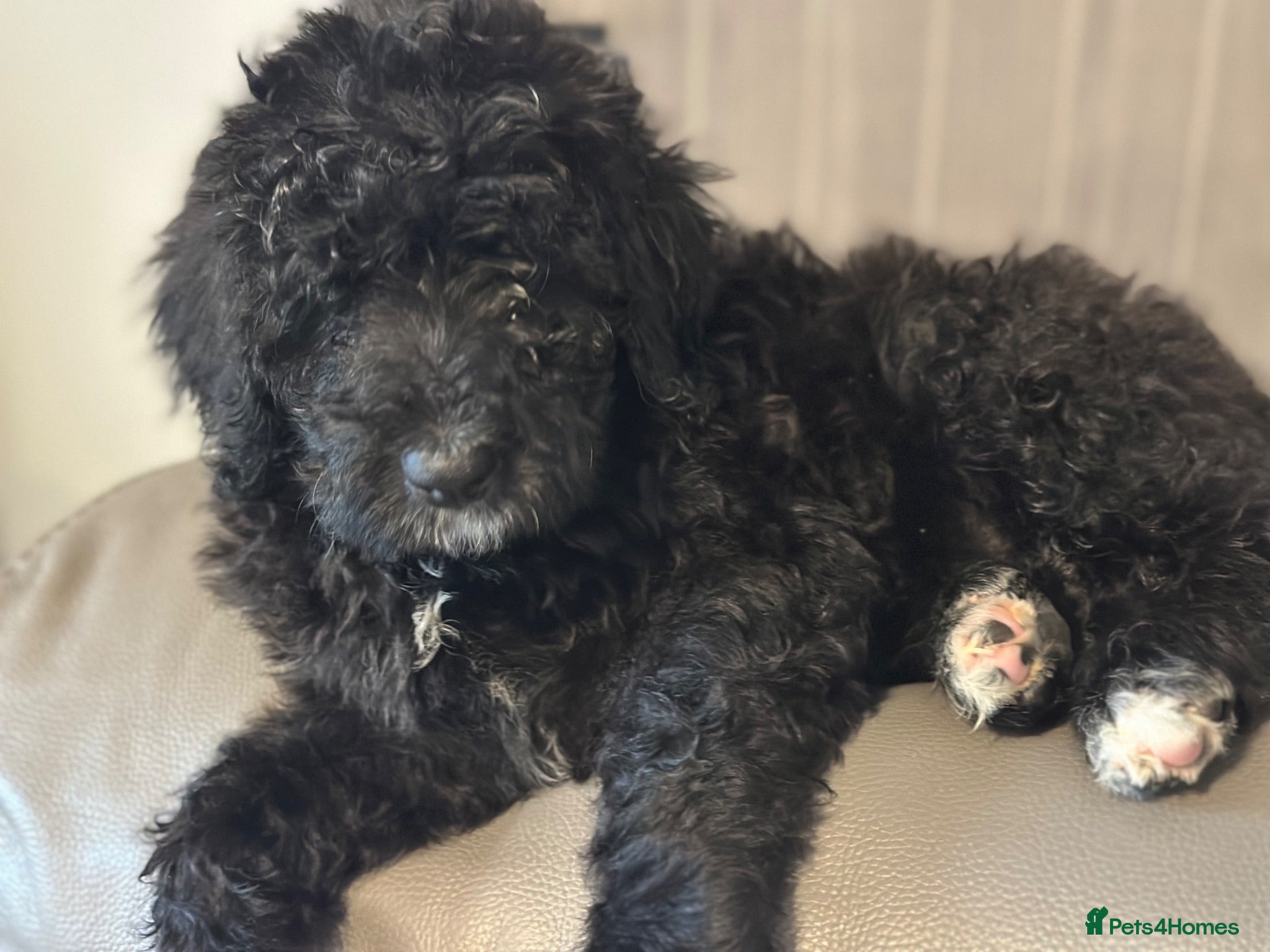 Bernedoodle dogs F1 STANDARD BERNADOODLE BONNY B/W GIRL REDUCED - Advert 2