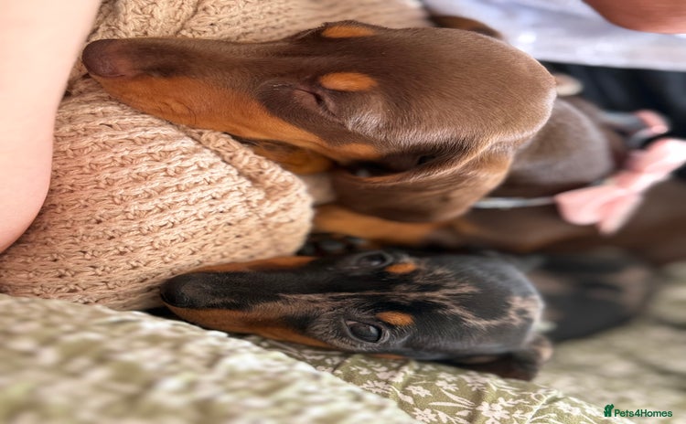 Miniature Dachshund dogs - Advert 9