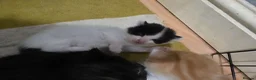 Mixed Breed cats for sale: A mix of beautiful kittens - Advert 6