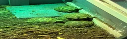 Tortoise reptiles for sale: Horsefield Tortoise - Advert 4
