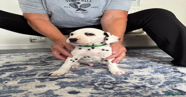 Dalmatian dogs - Advert 5