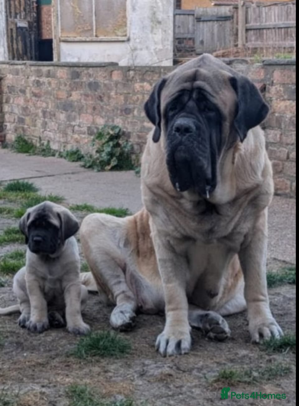 Mastiff dogs Show line, health tested English mastiff puppies - Advert 15