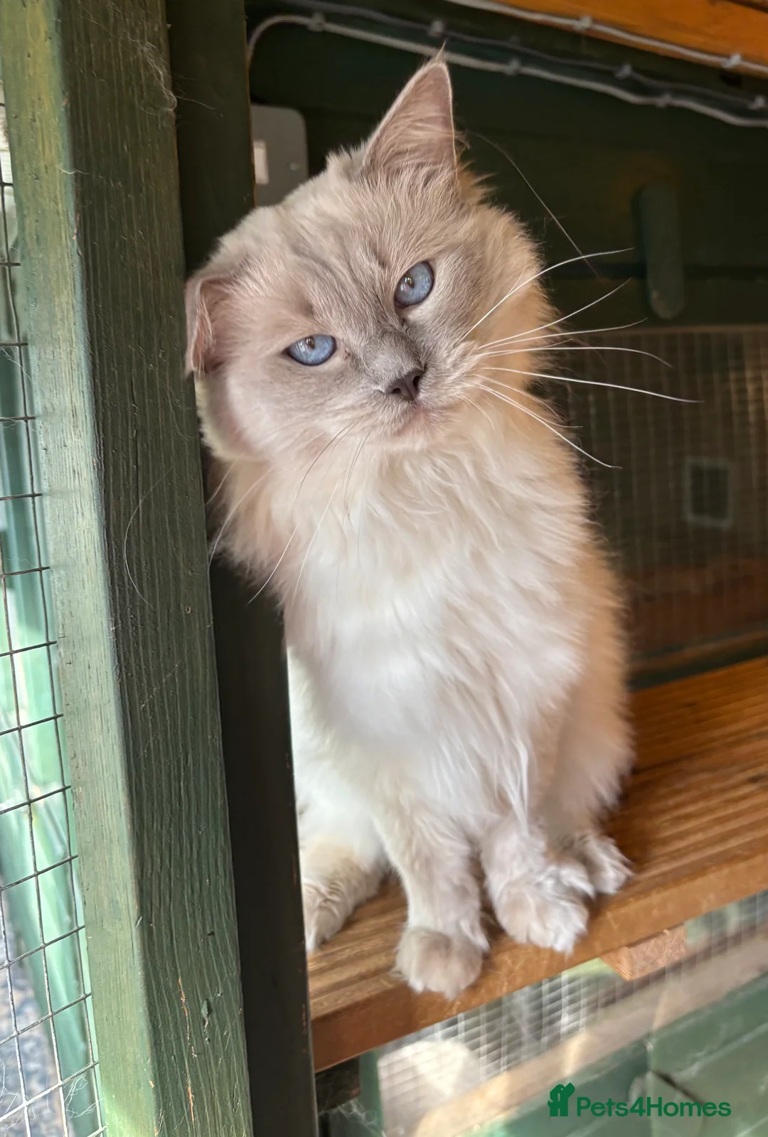 Ragdoll cats for stud: Lilac GCCF stud available  - Advert 3